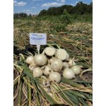 Б'янка F1 10000 насіння білої озимої цибулі, Libra Seeds, Італія